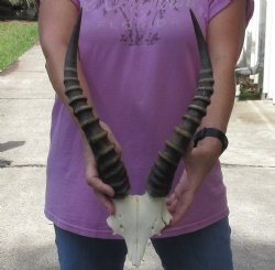 Male Blesbok Skull Plate with 16 inch Horns $32