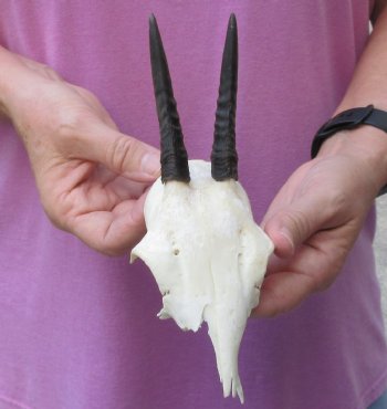 Grey Duiker Skull plate and Horns 3-1/2 inches long - $40