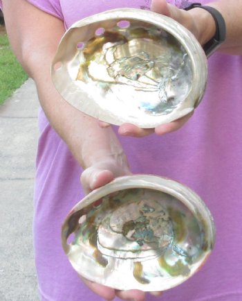 Two 6 inches Polished Red Abalone Shells -$40/lot 
