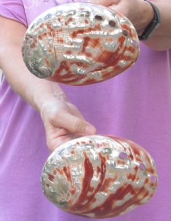 2 Polished Red Abalone Shells 6-1/4 & 6-1/2" for $40