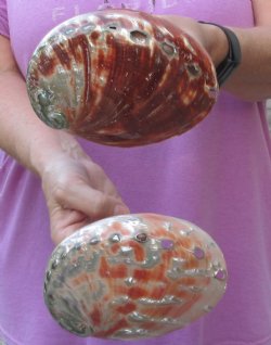 2 Polished Red Abalone Shells 6 & 6-1/4" for $40 