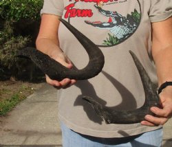 2 piece lot of 17 inch black wildebeest horns for $30 