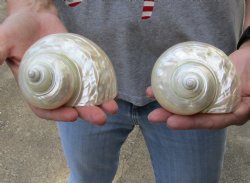 2 piece lot of 4 inch Pearl turbo shells for $22