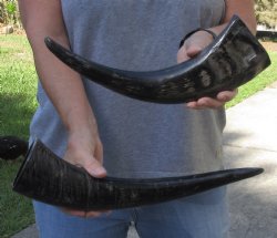 2 pc lot Semi polished buffalo horns 14 and 15 inch - $25