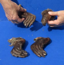 4 Beaver feet/legs cured in formaldehyde for $10