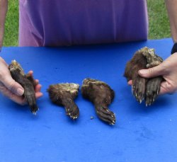 5 Otter feet cured in formaldehyde, 4 to 6 inches for $25