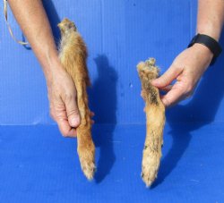 2 Coyote legs cured in formaldehyde for $10