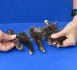 6 pc lot Opossum feet cured in formaldehyde for $25