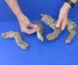 3 Bobcat legs and 1 tail cured in Formaldehyde - $34