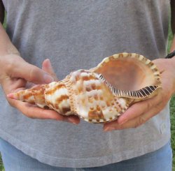 Caribbean Triton seashell 8 inches long for $21 