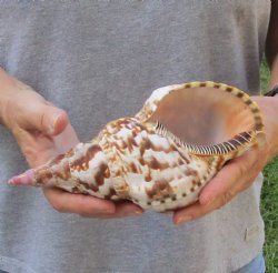 Caribbean Triton seashell 8-1/2 inches long for $21 