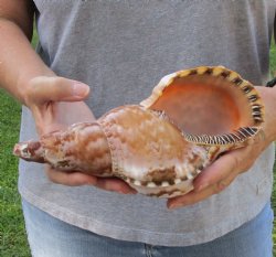 Caribbean Triton seashell 9 inches long for $29