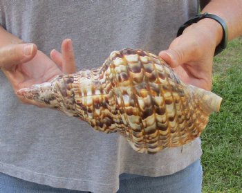 Caribbean Triton seashell 9 inches long for $24