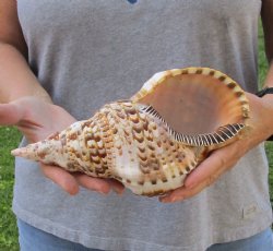 Caribbean Triton seashell 10 inches long for $37
