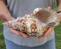 Caribbean Triton seashell 10-1/4 inches long for $37
