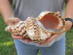Caribbean Triton seashell 10-1/2 inches long for $37