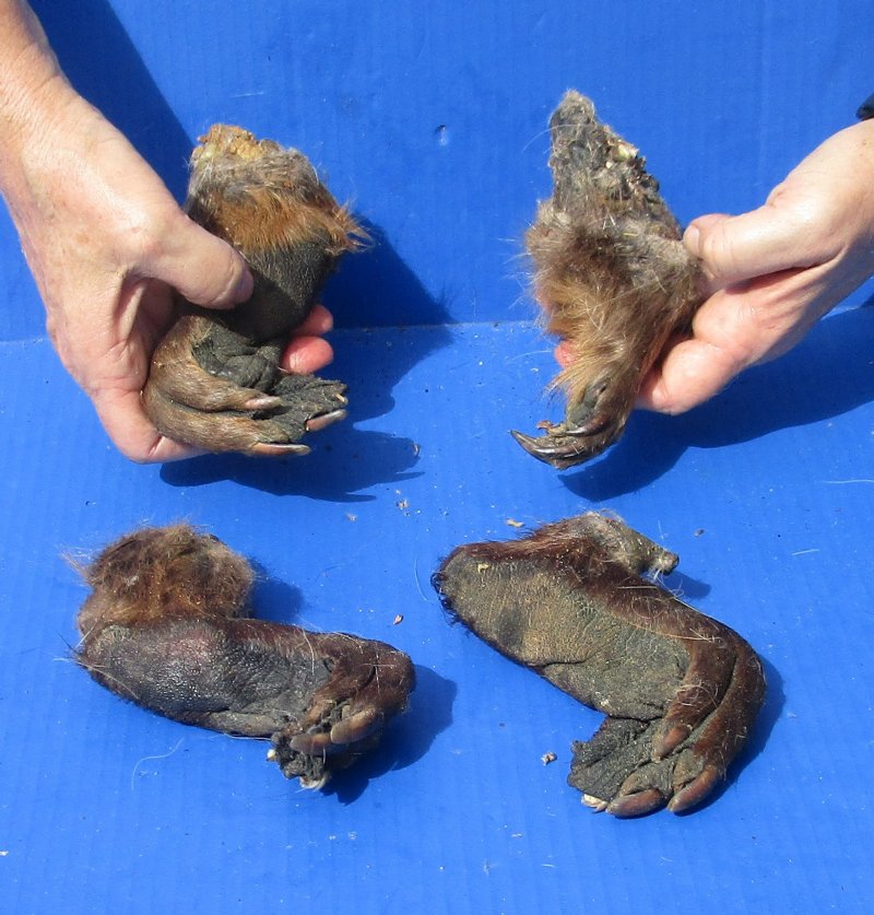 beaver feet, cured