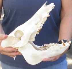 Wild Boar Skull 11-1/2 inches - $50