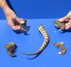 Preserved Armadillo tail and legs cured in Formaldehyde for $15