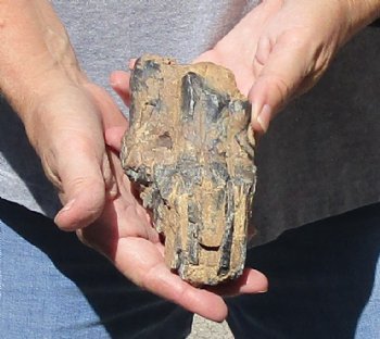 Large 5x3 Inch Fossil Mammoth Tooth for $37