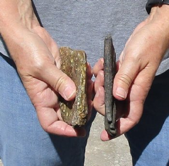 2 Fossil Mammoth Tooth bones for $20