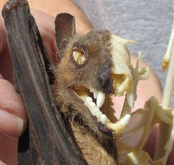 Half Skeleton/Half Mummy Old World Fruit bat - $60