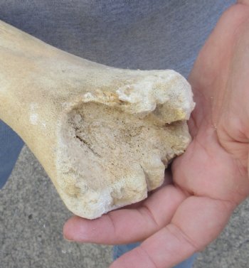B-Grade 24 inch giraffe metatarsal leg bone - $75