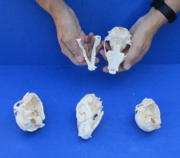 4 pc lot of A-Grade Raccoon Skulls 4-1/4 to 4-3/4 inches for $120