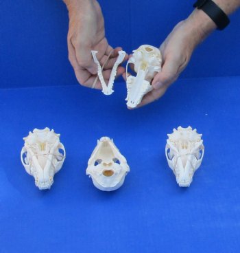 4 pc lot of A-Grade Raccoon Skulls 4 to 4-1/2 inches for $120