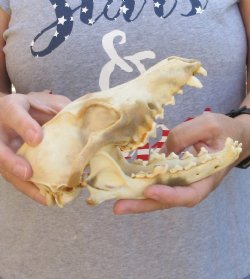 B-Grade Coyote skull 7-1/2 inches - $24