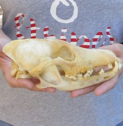B-Grade Coyote skull 8-1/4 inches - $24