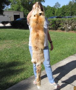 Red Fox fur pelt, tanned hide 53 inches long - $89