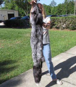 Silver Fox fur pelt, tanned hide 59 inches long - $179