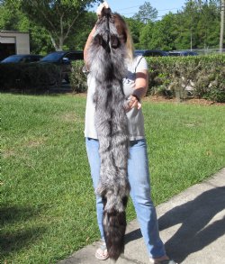 Silver Fox fur pelt, tanned hide 57 inches long - $179