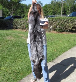Silver Fox fur pelt, tanned hide 53 inches long - $179