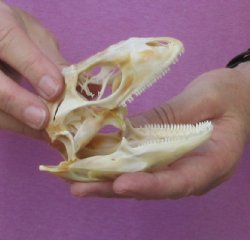 Iguana skull for sale 4 inches  $85