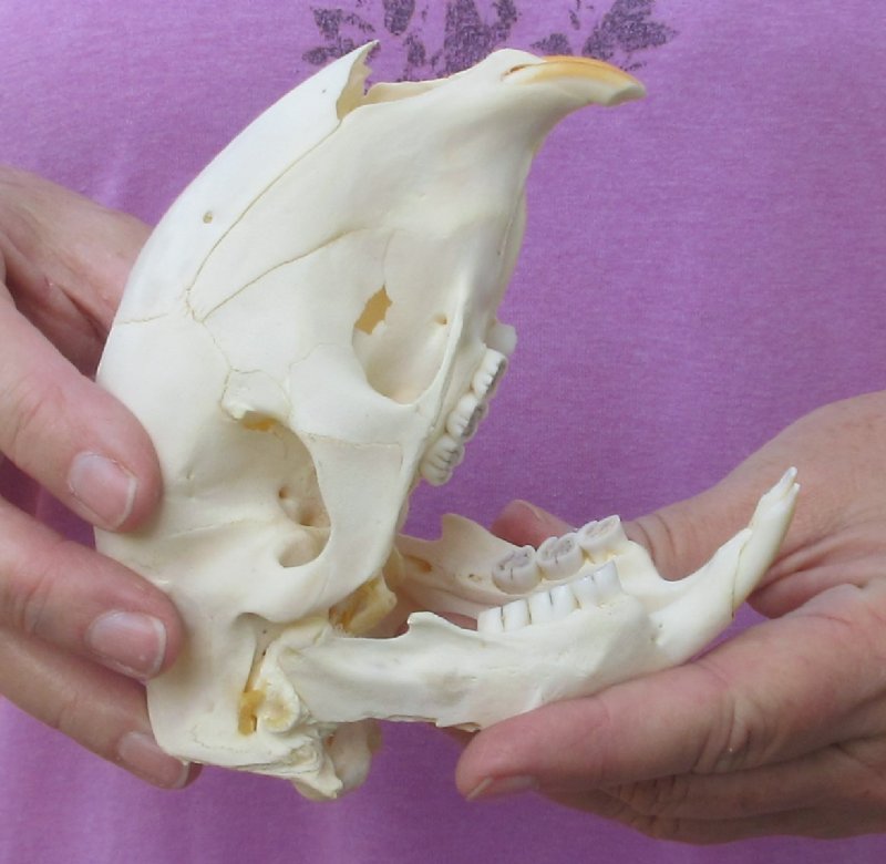 African Porcupine Skull