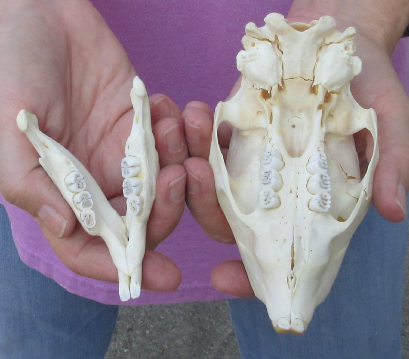 African Porcupine Skull
