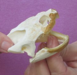 Common North American Snapping Turtle Skull - $39