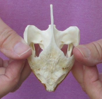 Common North American Snapping Turtle Skull - $39