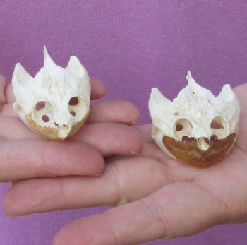 2 piece Common North American Snapping Turtle Skulls - $54