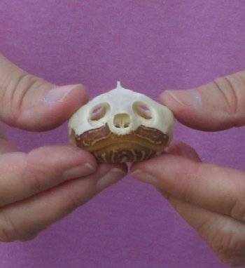 2-3/4 inch Common River Cooter Turtle Skull - $29