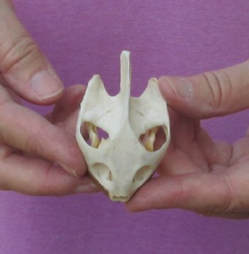 2-3/4 inch Common River Cooter Turtle Skull - $29