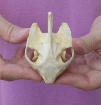  3-1/2 inch Common River Cooter Turtle Skull - $45