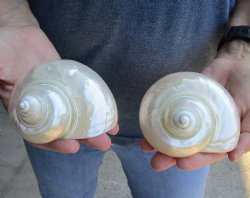 2 piece lot of 4 inch Pearl turbo shells for $22