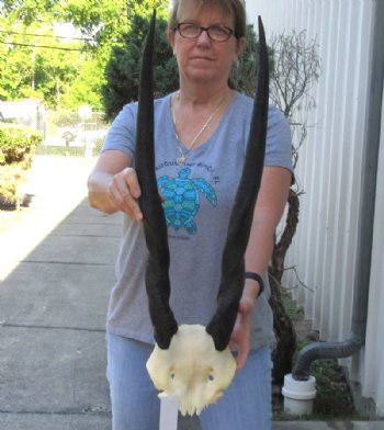 Female Eland Skull Plate with 27 inch Horns - $46 