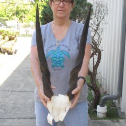 Female Eland Skull Plate with 25 inch Horns - $65 
