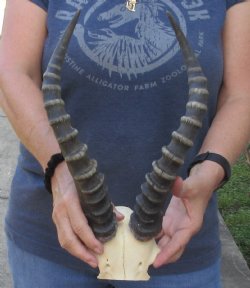 Male Blesbok Skull Plate with 15 inch Horns $38