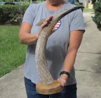 25 inch Carved Buffalo horn on wood base - $70 