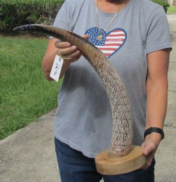 25 inch Carved Buffalo horn on wood base - $70 